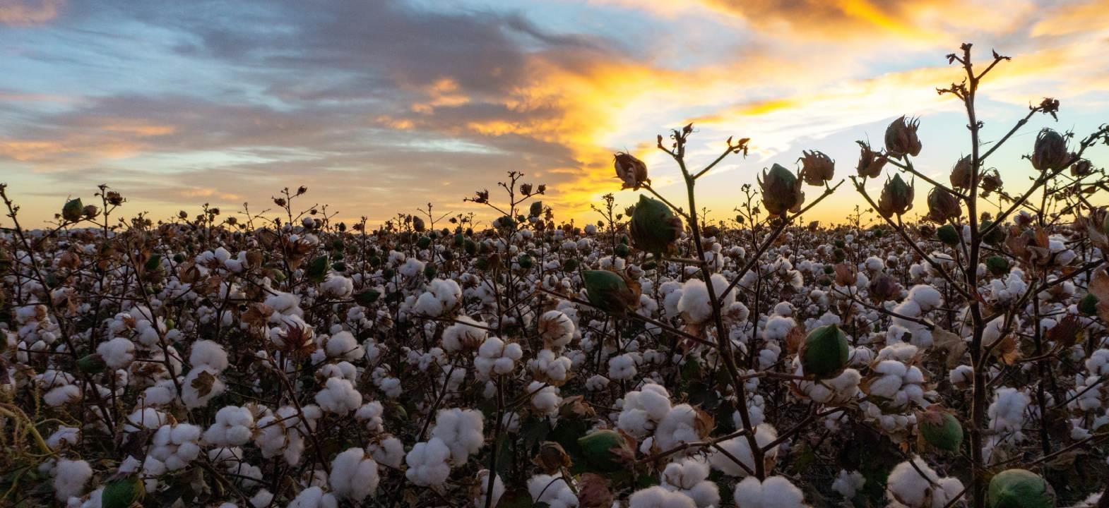 The cotton fiasco